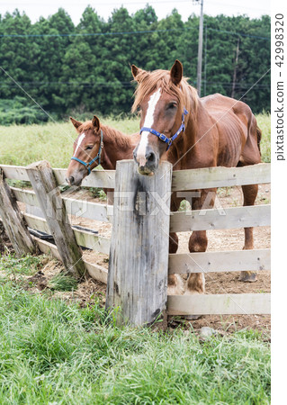 父母和孩子的馬 42998320