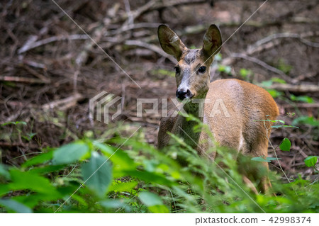 Roe deer in forest, Capreolus capreolus. Roe deer in forest, Capreolus capreolus. 42998374