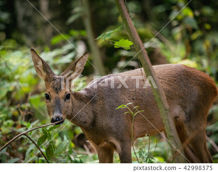 Roe deer in forest, Capreolus capreolus. Roe deer in forest, Capreolus capreolus. 42998375