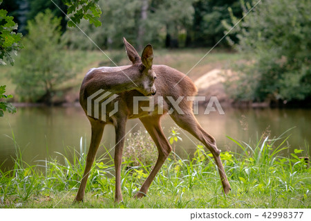 Roe deer in forest, Capreolus capreolus.  42998377