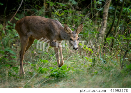 Roe deer in forest, Capreolus capreolus.  42998378