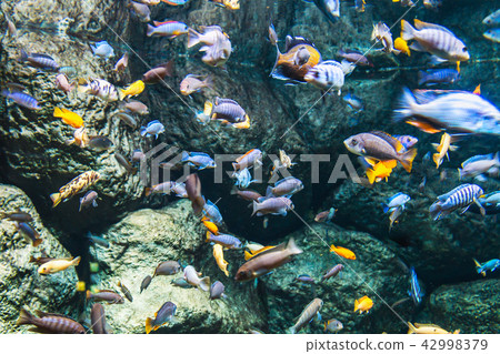 tropical fish swim in the ocean or sea tropical fish swim in the ocean or sea 42998379