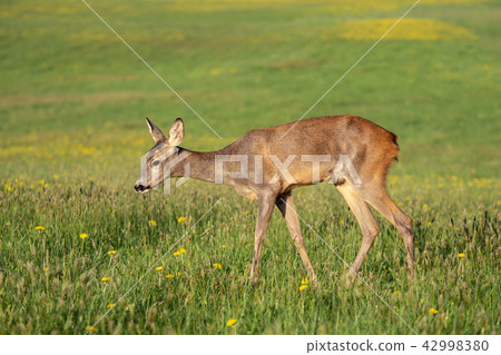 Roe deer in grass, Capreolus capreolus. Roe deer in grass, Capreolus capreolus. 42998380