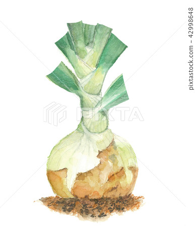 Onions New Onions Onions New Onions 42998648
