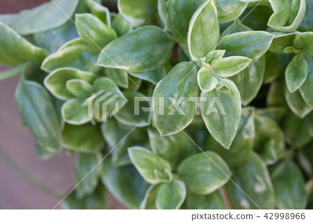 多汁植物 42998966