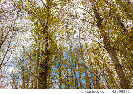 The Autumn Forest The Autumn Forest 42999232