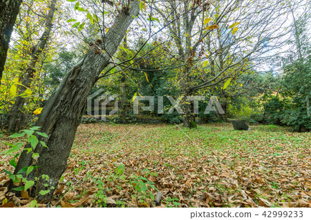 The Autumn Forest The Autumn Forest 42999233