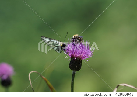Miyama white-tailed sucking thistle's nectar Miyama Bumblebee Miyama white-tailed sucking thistle's nectar Miyama Bumblebee 42999945