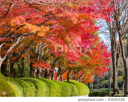 琵琶湖文化公園的秋葉（滋賀縣大津市） 43000388
