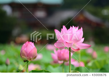 蓮花 蓮花 43000676