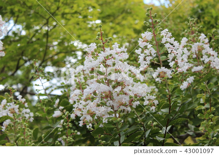 Tenryu-ji的Sarusuberi 43001097