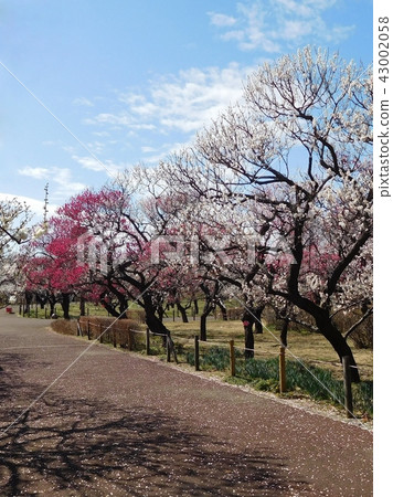 Umezono Fuchu City local forest museum 43002058