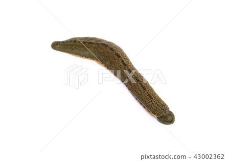 Leech isolated on white background. Leech isolated on white background. 43002362