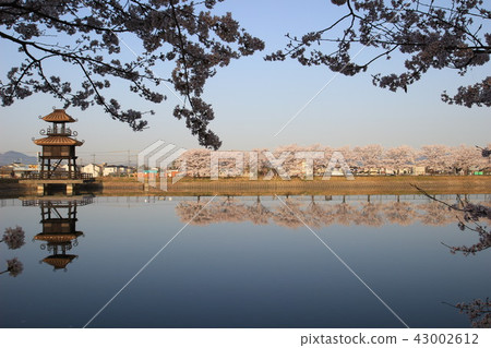 關鍵多摩川遺址和櫻花 43002612