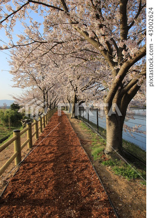 Key Tamagawa ruins and cherry blossoms 43002624