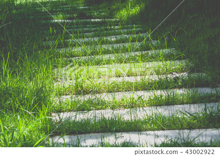 Concrete footpath or walkway on green grass. 43002922