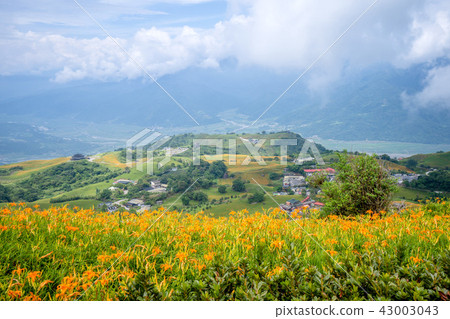 花蓮 六十石山 金針花季 忘憂亭 萱草 Hualien Orange Daylily 忘れ草 金針花 花蓮 六十石山 金針花季 忘憂亭 萱草 Hualien Orange Daylily 忘れ草 金針花 43003043