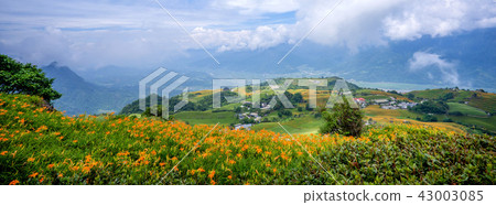 Hualien Sixty Stone Mountain Golden Needle Flower Flower Sea Herbs Hualien Orange Daylily Forgetting Grass Golden Needle Flower 43003085