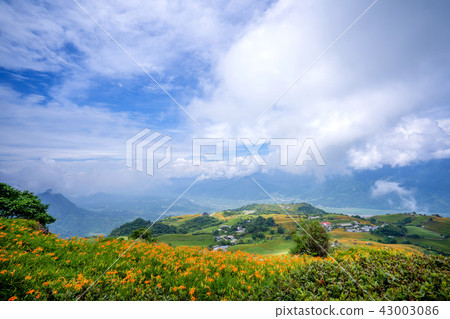 花蓮 六十石山 金針花季 花海 萱草 Hualien Orange Daylily 忘れ草 金針花 花蓮 六十石山 金針花季 花海 萱草 Hualien Orange Daylily 忘れ草 金針花 43003086