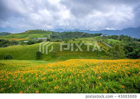 花蓮 六十石山 金針花季 花海 萱草 Hualien Orange Daylily 忘れ草 金針花 43003089