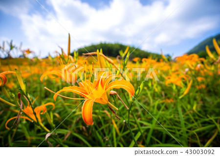 花蓮 六十石山 金針花季 花海 萱草 Hualien Orange Daylily 忘れ草 金針花 花蓮 六十石山 金針花季 花海 萱草 Hualien Orange Daylily 忘れ草 金針花 43003092