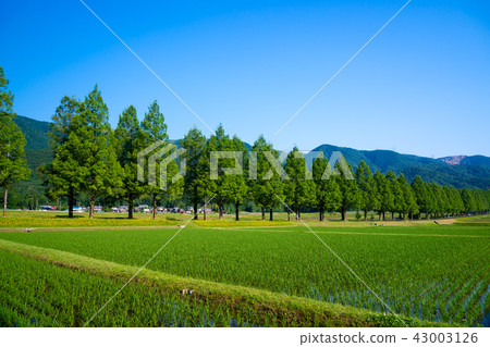 Shot of Metasequoia trees in Takashima-shi, Shiga prefecture 43003126