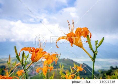 花蓮 六十石山 金針花季 忘憂亭 萱草 Hualien Orange Daylily 忘れ草 金針花 43003146