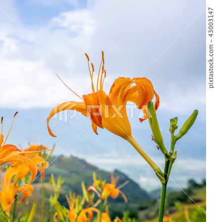 Hualien Sixty Stone Mountain Golden Needle Season Forgetting Pavilion Herbs Hualien Orange Daylily Forgetting Grass Golden Needle Flower Hualien Sixty Stone Mountain Golden Needle Season Forgetting Pavilion Herbs Hualien Orange Daylily Forgetting Grass Golden Needle Flower 43003147