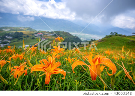 花蓮 六十石山 金針花季 忘憂亭 萱草 Hualien Orange Daylily 忘れ草 金針花 花蓮 六十石山 金針花季 忘憂亭 萱草 Hualien Orange Daylily 忘れ草 金針花 43003148