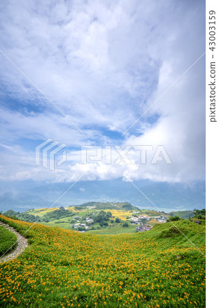 花蓮 六十石山 金針花季 忘憂亭 萱草 Hualien Orange Daylily 忘れ草 金針花 花蓮 六十石山 金針花季 忘憂亭 萱草 Hualien Orange Daylily 忘れ草 金針花 43003159