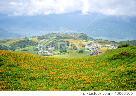 花蓮 六十石山 金針花季 忘憂亭 萱草 Hualien Orange Daylily 忘れ草 金針花 花蓮 六十石山 金針花季 忘憂亭 萱草 Hualien Orange Daylily 忘れ草 金針花 43003160