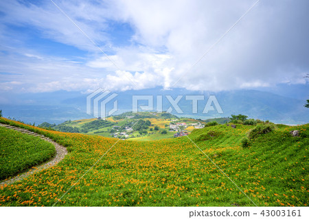 花蓮 六十石山 金針花季 忘憂亭 萱草 Hualien Orange Daylily 忘れ草 金針花 花蓮 六十石山 金針花季 忘憂亭 萱草 Hualien Orange Daylily 忘れ草 金針花 43003161