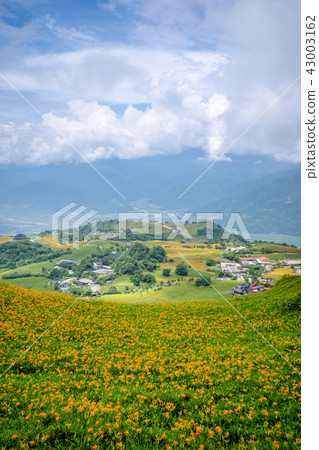 Hualien Sixty Stone Mountain Golden Needle Season Forgetting Pavilion Herbs Hualien Orange Daylily Forgetting Grass Golden Needle Flower Hualien Sixty Stone Mountain Golden Needle Season Forgetting Pavilion Herbs Hualien Orange Daylily Forgetting Grass Golden Needle Flower 43003162