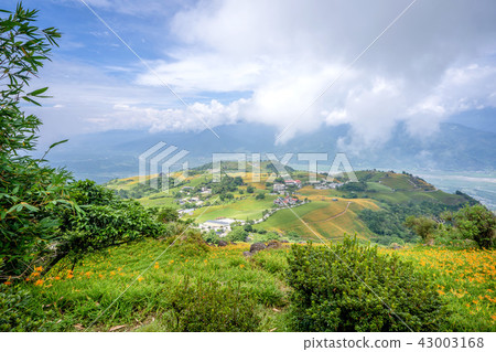 花蓮 六十石山 金針花季 忘憂亭 萱草 Hualien Orange Daylily 忘れ草 金針花 花蓮 六十石山 金針花季 忘憂亭 萱草 Hualien Orange Daylily 忘れ草 金針花 43003168