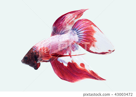 Betta fish, siamese fighting fish, betta splendens Betta fish, siamese fighting fish, betta splendens 43003472