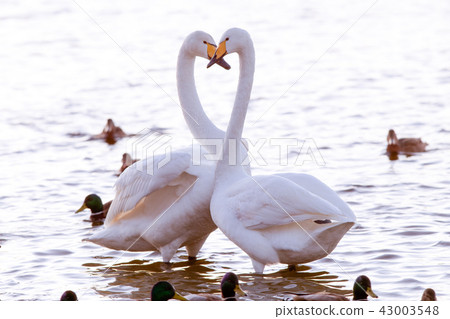 Whooper swans making a heart gesture Whooper swans making a heart gesture 43003548