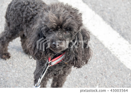 Black miniature poodle 43003564