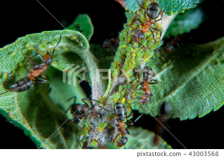 Ants patroling their green plant lice Ants patroling their green plant lice 43003568