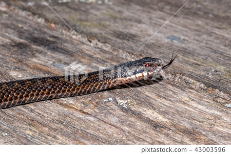 Northern Viper Northern Viper 43003596