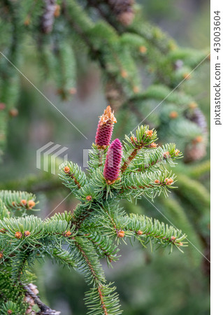 Norway spruce Norway spruce 43003604