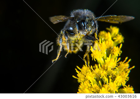 Bumblebee 43003616