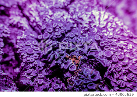 Lichen in ultraviolet Lichen in ultraviolet 43003639