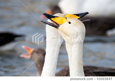 Whooper swan Whooper swan 43003647