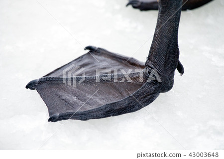 Whooper swan foot Whooper swan foot 43003648