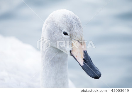 Juvinile Whooper swan Juvinile Whooper swan 43003649