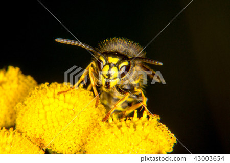 Wasp portrait 43003654