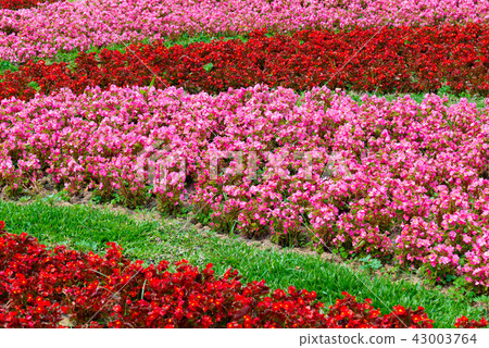 台灣士林官邸花園台灣士林官邸植物總統官邸花園 台灣士林官邸花園台灣士林官邸植物總統官邸花園 43003764