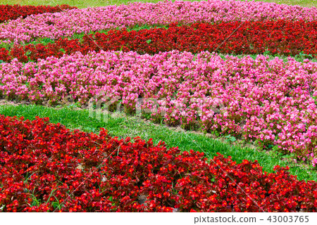 台灣士林官邸花園台灣士林官邸植物總統官邸花園 43003765