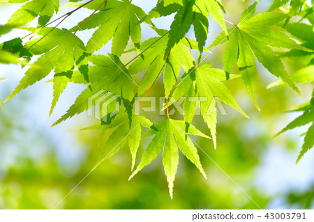 Early summer blue maple Early summer blue maple 43003791