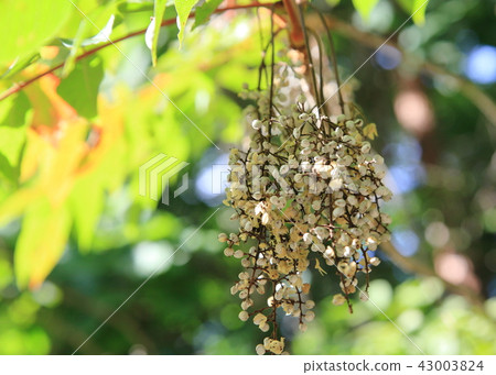 Fruit of Yama Rosi Fruit of Yama Rosi 43003824